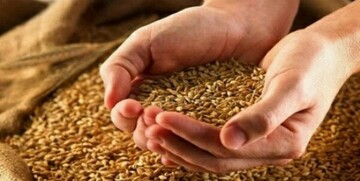خبر مهم برای گندمکاران/ نرخ جدید گندم چه زمانی اعلام میشود؟