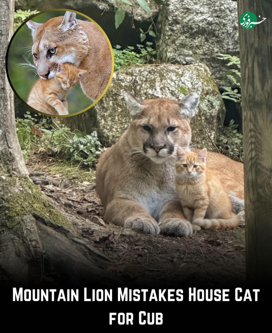 عکس | تصویر جالب از اشتباه بامزه شیر کوهی با یک گربه خانگی!