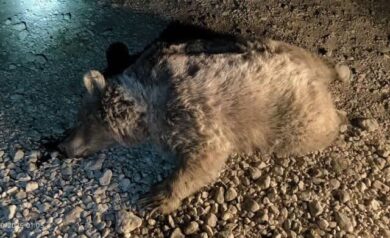 تصادف مرگبار یک خرس قهوهای ماده در جادههای شهرستان سرچهان/ عکس