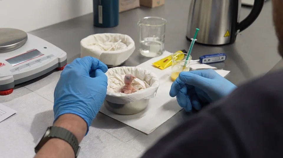 نادرترین طوطی جهان