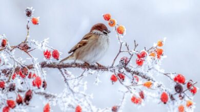هشدار یخبندان در این مناطق کشور/ پیش بینی هواشناسی