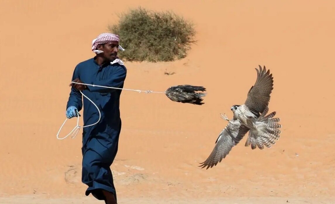 قوش بازي اعراب با پرندگان ايراني