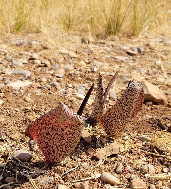 گل کاردین خالدار