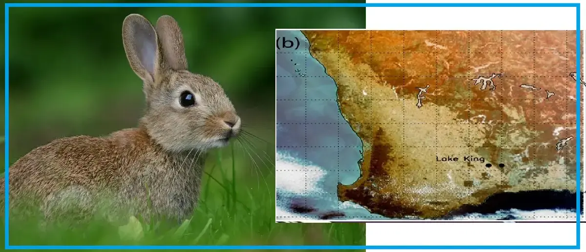 نقشه حصار خرگوشها