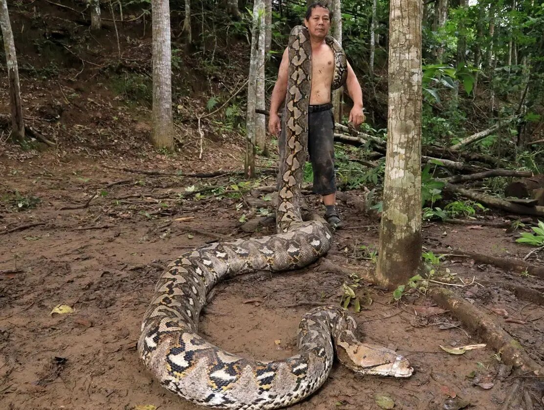 درازترین مار وحشی جهان