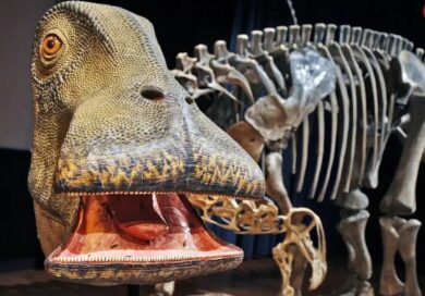 نیگِرسوروس