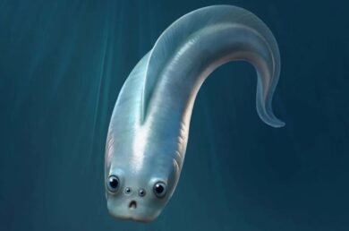 مهرهداران چهارچشم