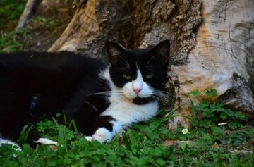 داستان عجیب یک گربه که بعد از ۵ ماه به خانه برگشت