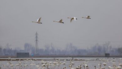 نجات و رهاسازی قوی گنگ گرفتار در تله صیادان غیرمجاز در تالاب بوجاق