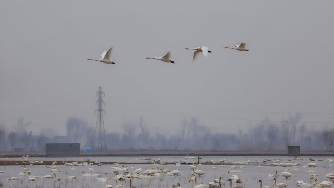 نجات و رهاسازی قوی گنگ گرفتار در تله صیادان غیرمجاز در تالاب بوجاق
